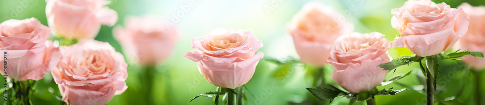 Beautiful pink and green rose flower in the field