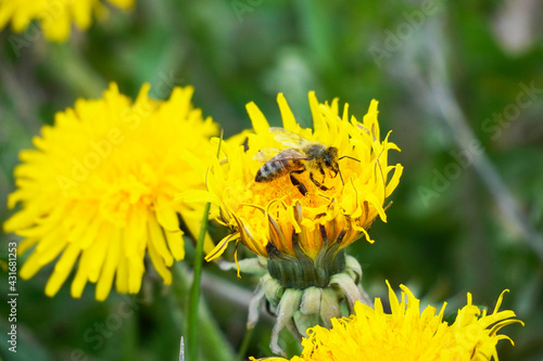 Bee collects nectar and pollen on a yellow dandelion flower. Insects with wings. Apis mellifera. Green background of a meadow.