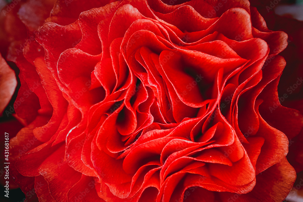 Macro de pétales de fleur rouge renoncule - Arrière plan design abstrait pétales de fleur