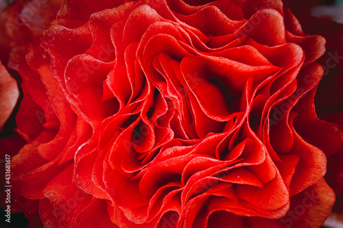 Obraz na płótnie Macro de pétales de fleur rouge renoncule - Arrière plan design abstrait pétales de fleur w salonie