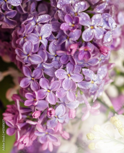 Pretty flowers of lush purple lilac © dashabelozerova