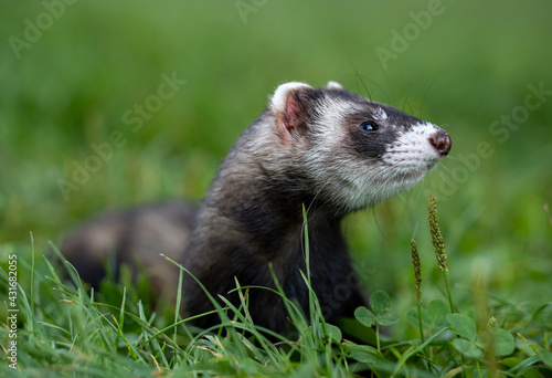 Sweet black ferret male portrait in the grass. Horizontal side close up of ferret head. 