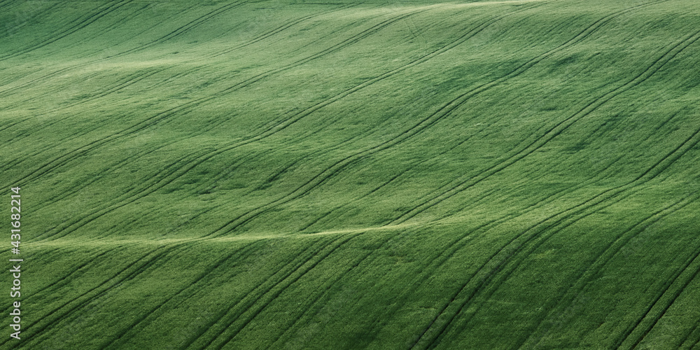 Naklejka premium green wheat field