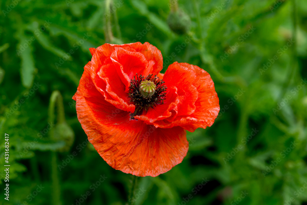 Red terry poppy in the summer garden Red terry poppy in the summer garden