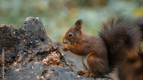 Funny animal wildlife nature background banner panorama - Cute red squirrel ( Sciurus vulgaris ) in the forest standing on a tree trunk and eating a hazelnut