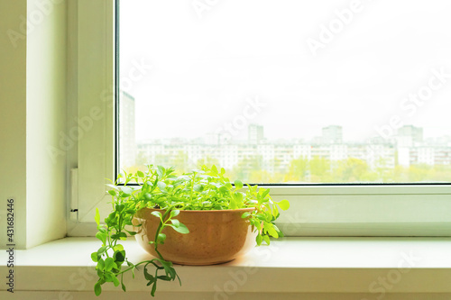 Succulent House plants in ceranic flower pot on white window sill on blurred city background. Home green house, Indoor gardening and home decor concept. Selective soft focus. Text copy space.