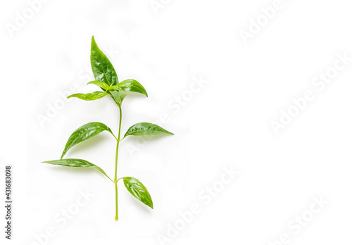 Andrographis paniculata on a white background photo