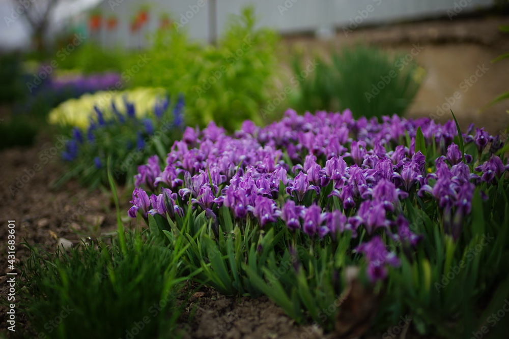 Fototapeta premium Spring garden. Purple iris flowers with green leaves grow in the ground