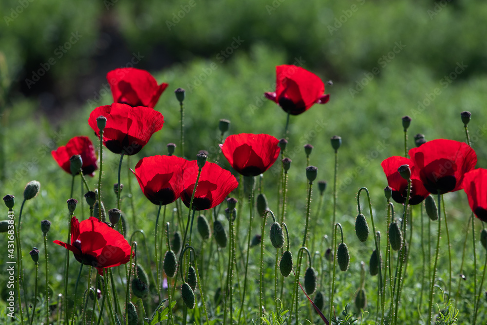 Fototapeta premium Red poppys in green meadow on blur background.