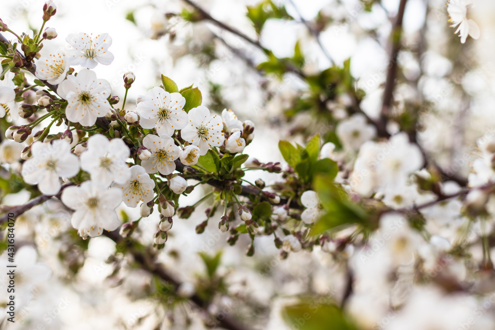 Close up of beautiful cherry flowers on tree. Blooming garden. Sunny spring day. Floral background. Nature theme. Close up of beautiful cherry flowers on tree. Blooming garden. Sunny spring day. Floral background. Nature theme.