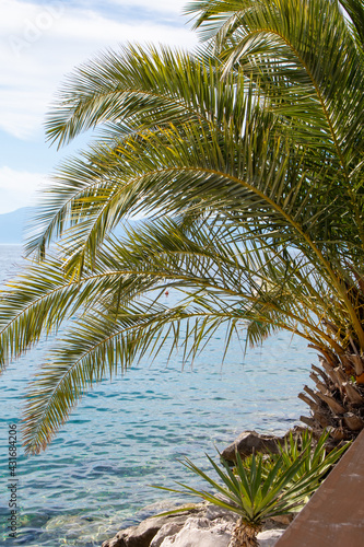 Fototapeta Naklejka Na Ścianę i Meble -  Seascape with turquoise blue ocean and a green palm tree on some rocks.