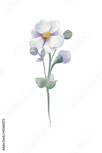 Hand drawn watercolor anemone sylvestris on white background isolated. Lovely blue anemone flowers, buds, leaves, sprouts. Beautiful flowers for your boho, wedding, seasonal design.