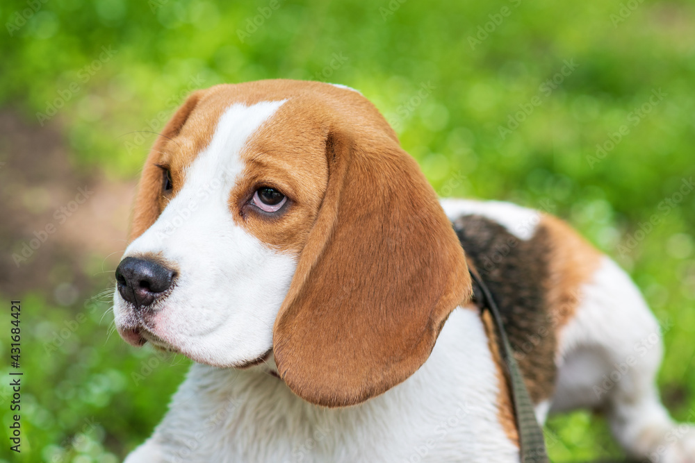 Portrait cute face Beagle dog on Meadow. closeup Beagle