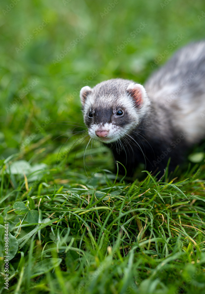 Happy coloured ferret pet in the park. Polecat coloured ferret as a pet on the green grass background. Horizontal image. Happy coloured ferret pet in the park. Polecat coloured ferret as a pet on the green grass background. Horizontal image.