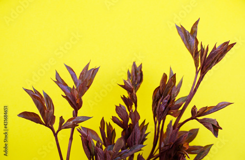 Closed dark red leaves of a peony at the beginning of the plant's growth. Bright yellow background.