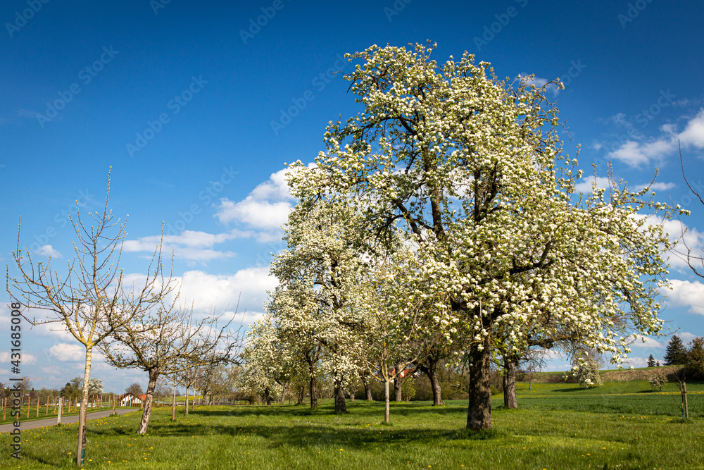 Naklejka premium Oberschwäbische Kulturlandschaft im Frühling mit Wiesen, Bäumen und Wolkenhimmel
