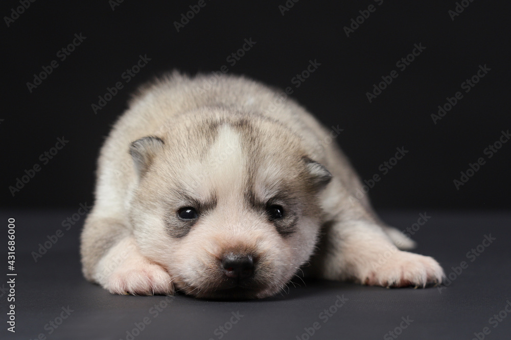 Cute Siberian Husky 2 week old puppy on a black background