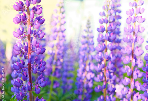 A field of blooming lupine flowers. Sunlight shines on plants. Violet summer flowers, blurred background.