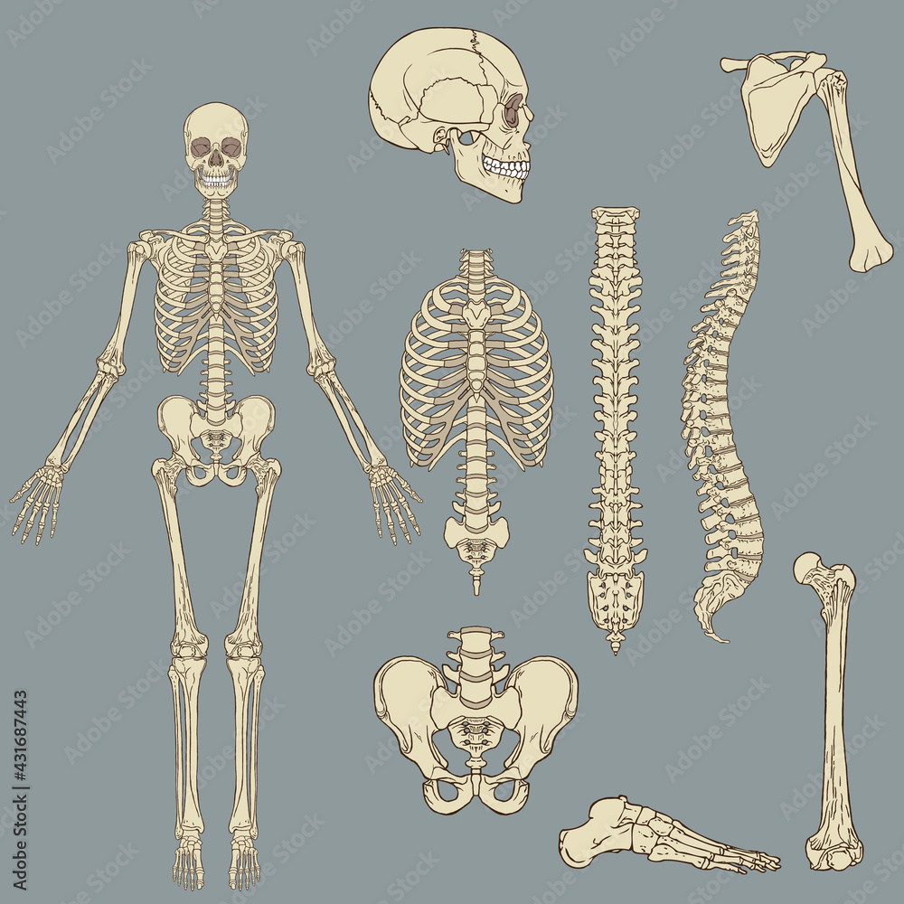 Human skeleton structure vector drawing Stock Vector Adobe Stock