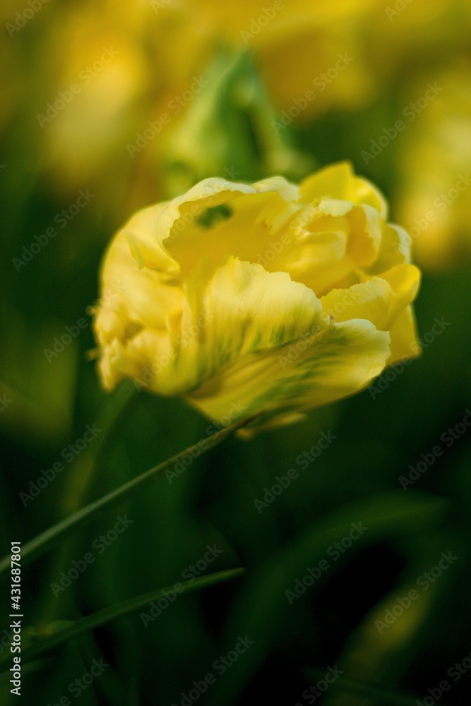 Field, flower bed of yellow tulips with other flowers and ouf of focus background with green grass and other yellow tulips during sunny day at sunset Field, flower bed of yellow tulips with other flowers and ouf of focus background with green grass and other yellow tulips during sunny day at sunset