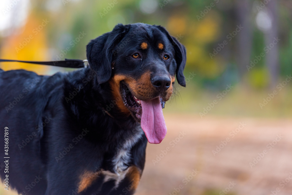 beautiful large brown dog mestizo rottweiler beautiful large brown dog mestizo rottweiler