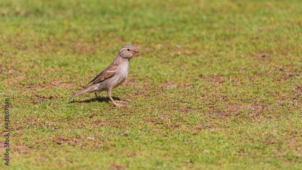 A female domestic sparrow stands on the grass A female domestic sparrow stands on the grass