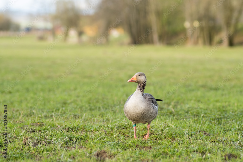 Obraz premium Goose on the meadow in spring