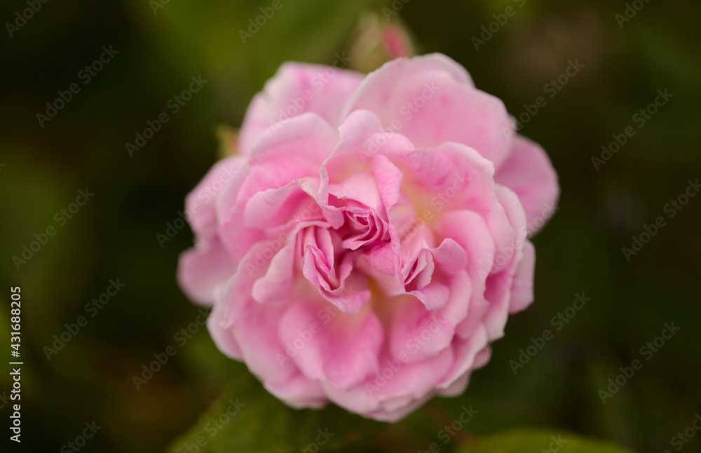 Fototapeta premium Pink old fashioned cabbage rose, fully open, natural macro floral background