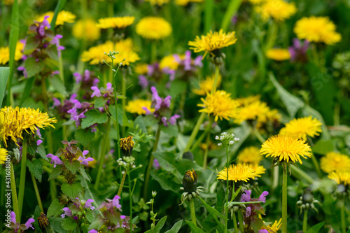 a spring meadow with lots of yellow dandelions. Spring concept