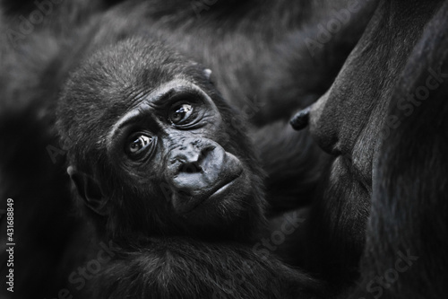 Fotografie A touching baby gorilla toddler looked up from her mother's nipple and looks anx