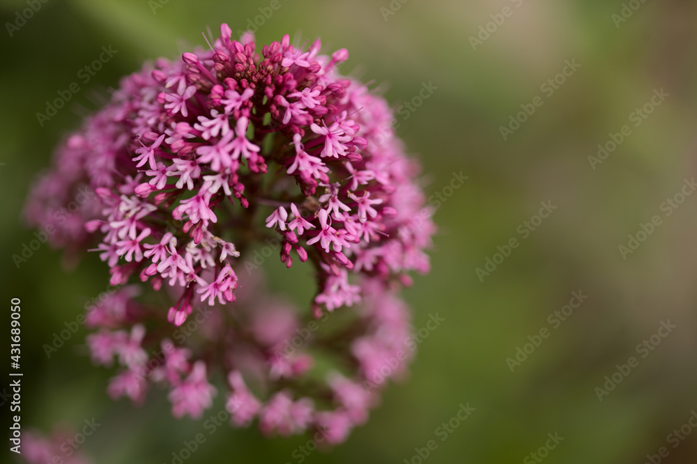 Fototapeta premium Flora of Gran Canaria - Centranthus ruber, red valerian, invasive in Canaries natural macro floral background 