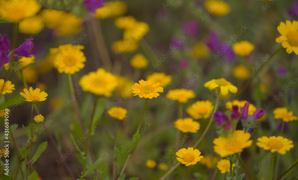 Flora of Gran Canaria - Coleostephus myconis, corn marigold isolated on black
Flora of Gran Canaria - Coleostephus myconis, corn marigold isolated on black
