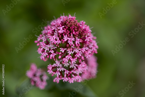 Flora of Gran Canaria -  Centranthus ruber  red valerian  invasive in Canaries natural macro floral background 