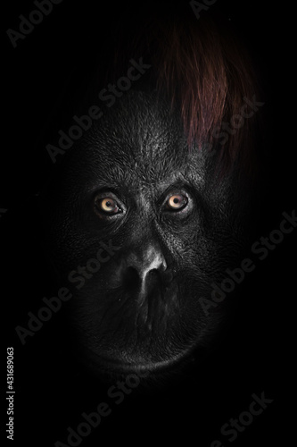 Orangutan smile from darkness on dark background