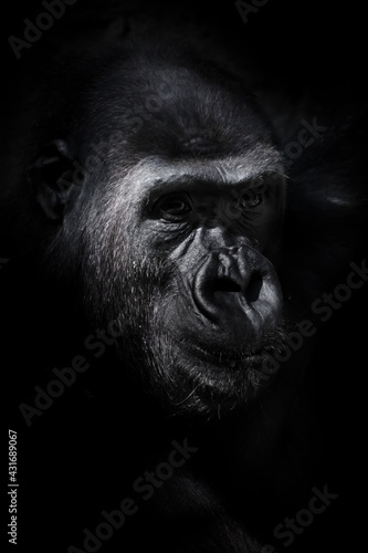 Serious muzzle of a female gorilla, half-turned on a black background