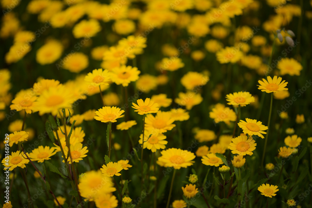 Flora of Gran Canaria - Coleostephus myconis, corn marigold isolated on black
Flora of Gran Canaria - Coleostephus myconis, corn marigold isolated on black