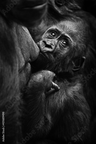 gorilla baby greedily sucks milk from mother s breast and looks back with concern  black and white contrast