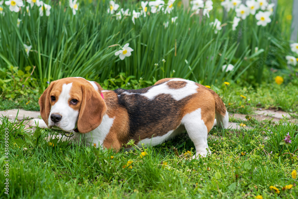 Closeup portrait of gorgeous beagle in spring flowers Closeup portrait of gorgeous beagle in spring flowers
