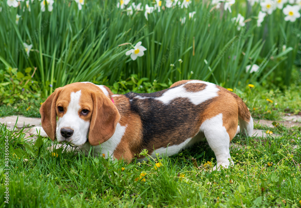 Closeup portrait of gorgeous beagle in spring flowers
