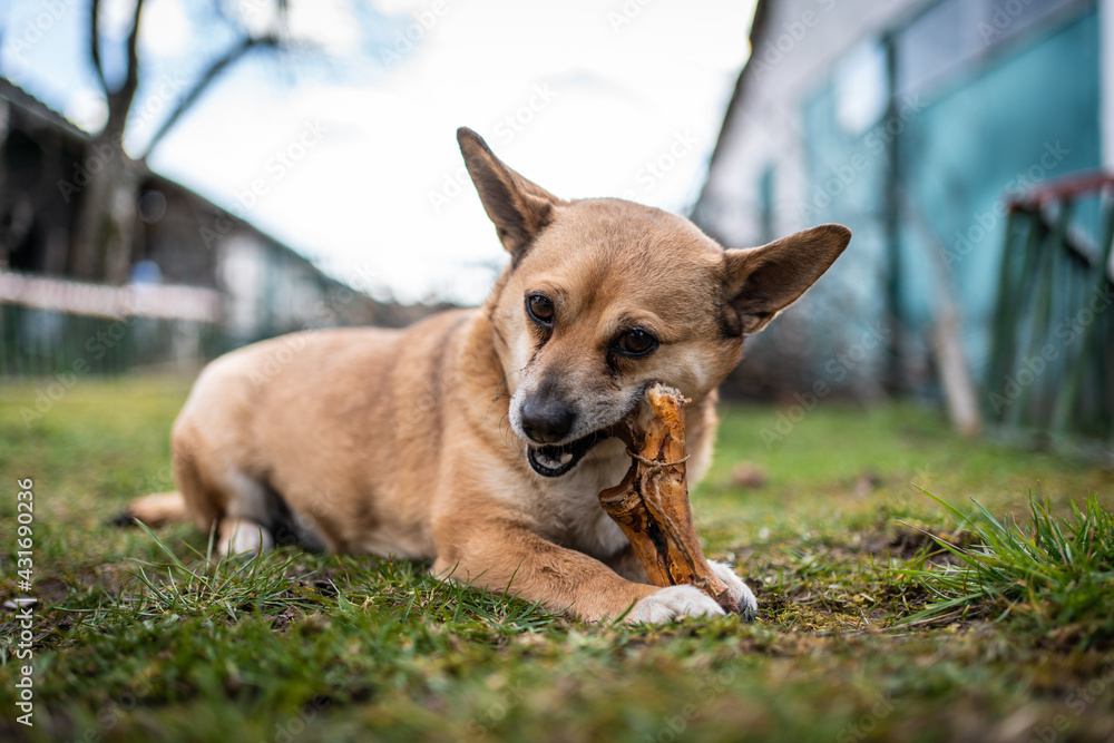 small brown dog chewing a bone