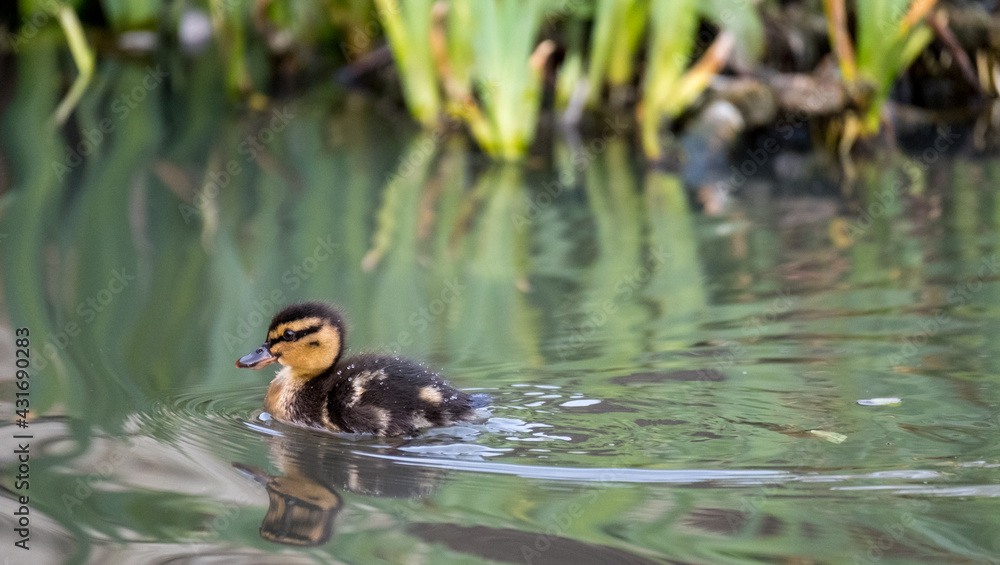 Newly born duckling on the water in the lake at Pinner Memorial Park, Pinner, Middlesex, north west London UK, photographed on a sunny spring day. Newly born duckling on the water in the lake at Pinner Memorial Park, Pinner, Middlesex, north west London UK, photographed on a sunny spring day.