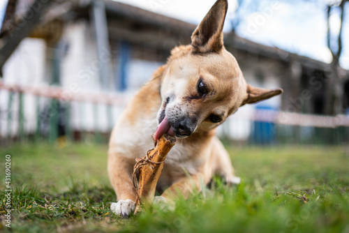 Obraz na plátně small brown dog chewing a bone