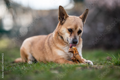 small brown dog chewing a bone