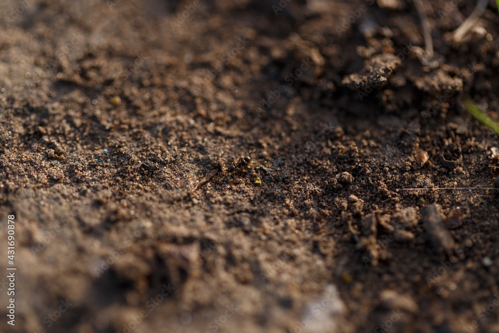 Macro photo of a black ant. A black ant moving on the ground. Close-up. The ant carries its prey to the anthill. An ant drags a dead beetle Macro photo of a black ant. A black ant moving on the ground. Close-up. The ant carries its prey to the anthill. An ant drags a dead beetle