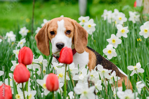Closeup portrait of gorgeous beagle in spring flowers