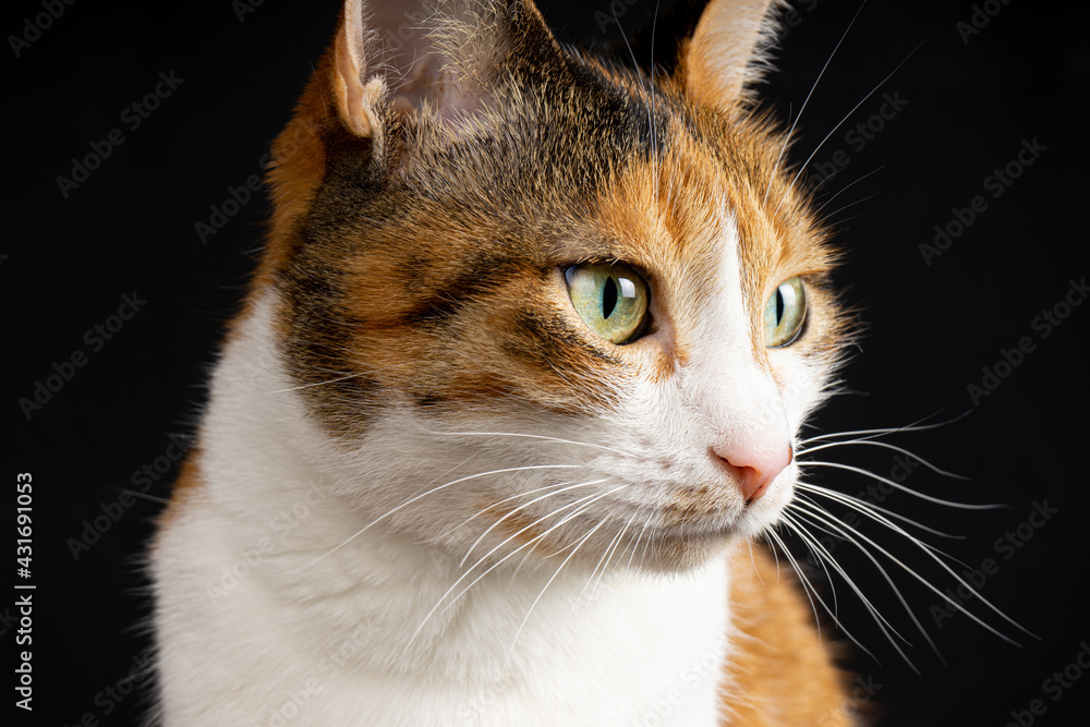 Close-up of Calico Cat Portrait Close-up of Calico Cat Portrait
