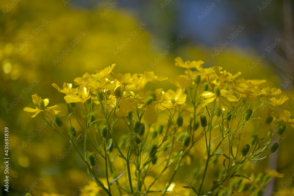 Obraz premium Flora of Gran Canaria - bright yellow flowers of Ranunculus cortusifolius, Canary buttercup natural macro floral background 