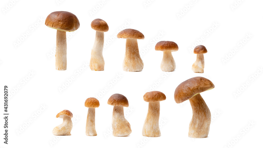 Group of brown cap Boletus Edulis isolated on white background. Edible mushrooms in the kitchen. Nobody Group of brown cap Boletus Edulis isolated on white background. Edible mushrooms in the kitchen. Nobody