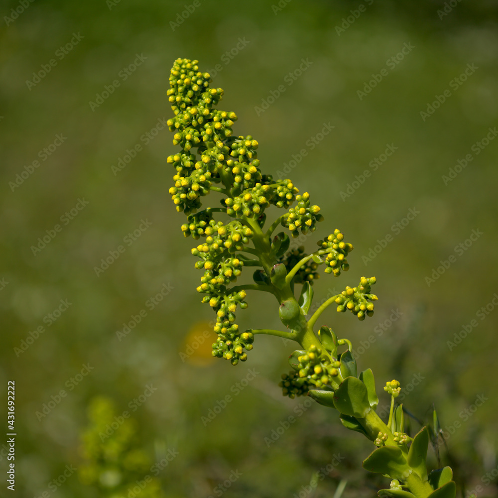 Flora of Gran Canaria - large inflorescence of Aeonium undulatum, succulent endemic to the island natural macro floral background
Flora of Gran Canaria - large inflorescence of Aeonium undulatum, succulent endemic to the island natural macro floral background