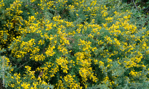 Yellow flowers Ulex europaeus, commonly known as Gorse, Furze or Whin. Flowering plant with spiky thorns in Arboretum Park Southern Cultures in Sirius (Adler). Nature wallpaper, copy space.